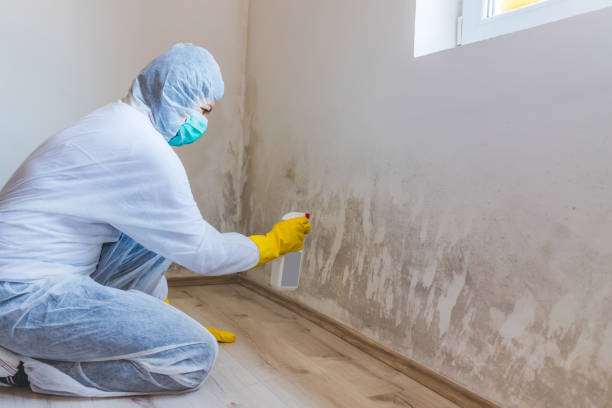 Licensed Basement Mold Removal service in Yorktown, VA - WQB Mold Removal