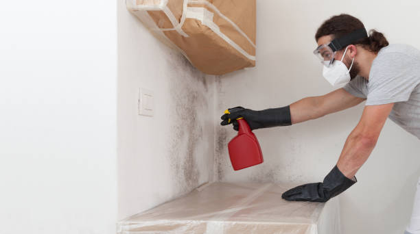 Professional Basement Mold Removal technician working in Yorktown, VA
