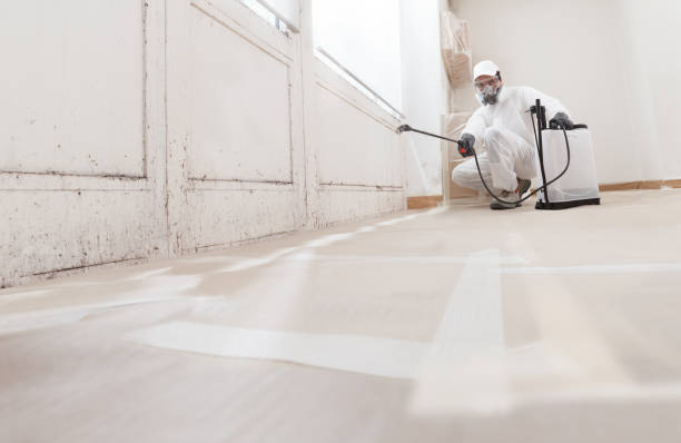 24/7 Emergency Basement Mold Removal experts in Yorktown, VA