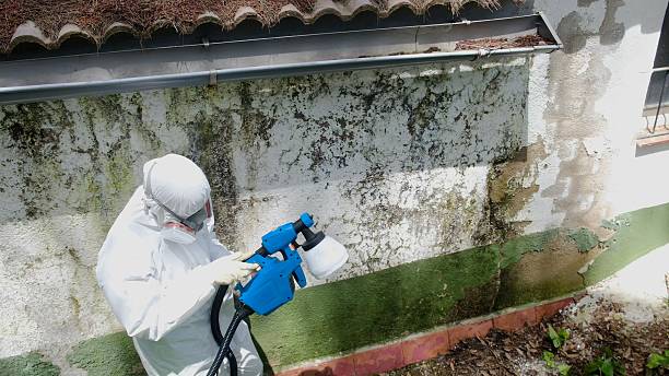 Top rated local Basement Mold Removal specialists in Yorktown, VA